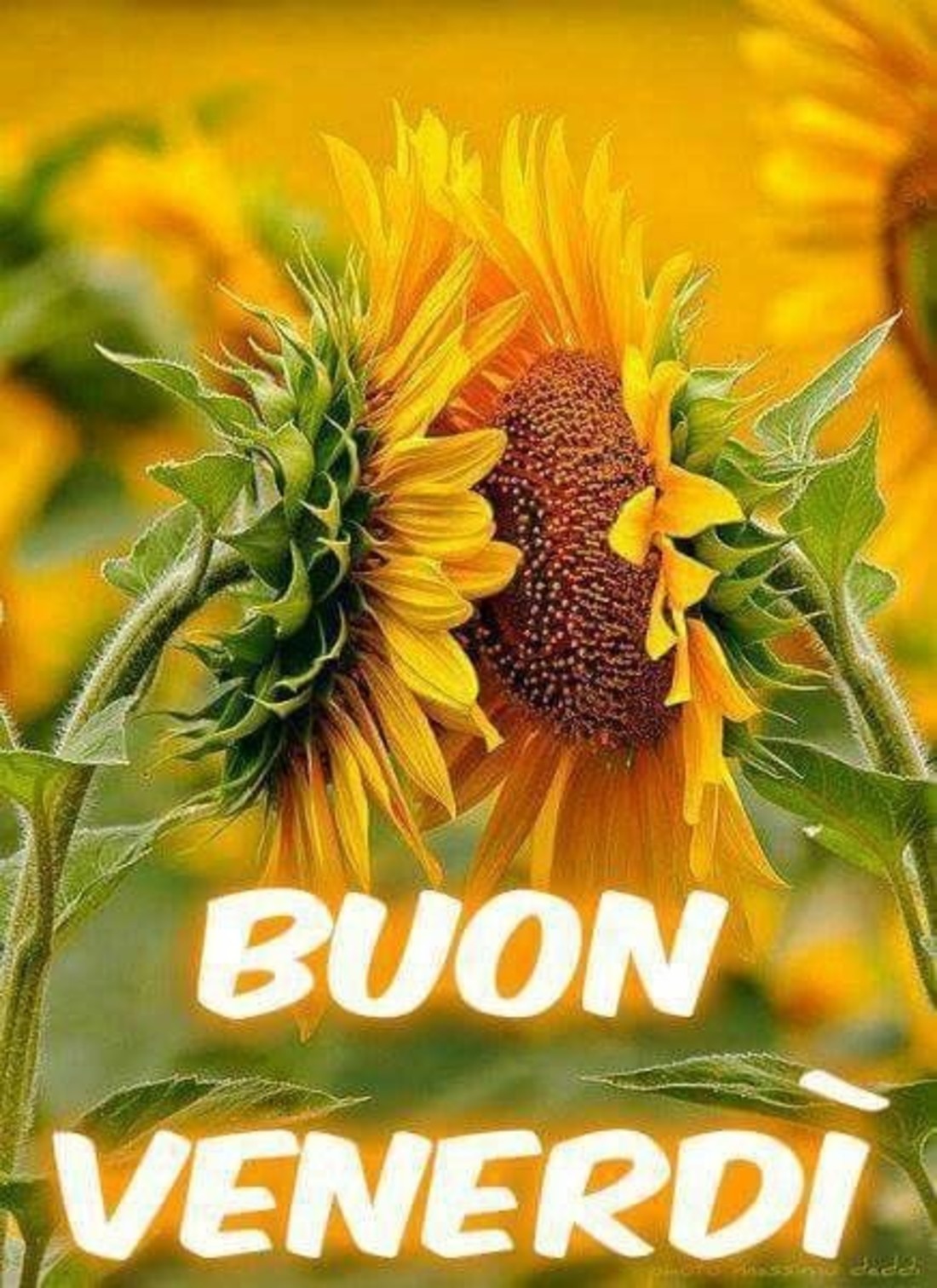 Link di Buon Venerdì da mandare gratis - Buongiorno.cloud